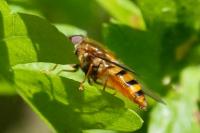 Epistrophe nitidicollis