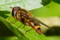 Epistrophe nitidicollis