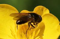 Cheilosia albitarsis