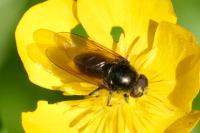 Cheilosia albitarsis