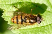 Epistrophe melanostoma