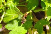 Episyrphus balteatus