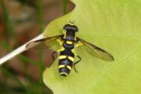 Philhelius pedissequus