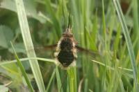 Bombylius major