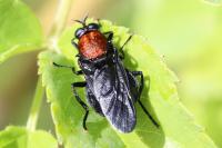 Clitellaria ephippium