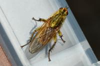 Scathophaga stercoraria