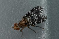 Trypetoptera punctulata