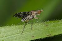 Trypetoptera punctulata