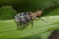 Trypetoptera punctulata