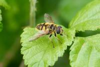 Myathropa florea