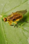 Scathophaga stercoraria