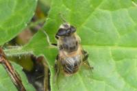 Eristalis