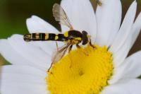 Sphaerophoria scripta