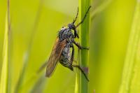 Empis tessellata