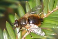 Tachina lurida