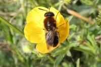 Stratiomys longicornis