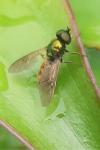 Chloromyia formosa