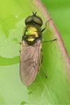 Chloromyia formosa