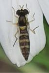 Sphaerophoria