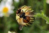 Gymnosoma