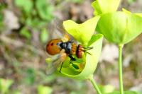 Gymnosoma