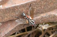 Mintho rufiventris