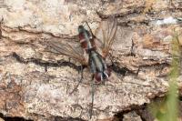 Mintho rufiventris