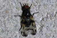 Otites