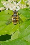 Myathropa florea