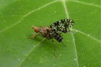 Trypetoptera punctulata