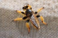 Pogonosoma maroccanum