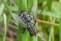 Sarcophaga carnaria