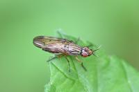 Dorycera graminum