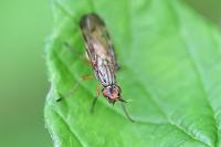 Dorycera graminum