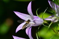 Sphaerophoria scripta