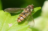 Episyrphus balteatus