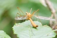 Tipula