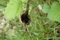 Lasioptera rubi