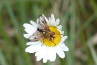 Ectophasia crassipennis