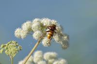 Milesia crabroniformis