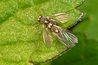 Phytomyza ranunculi