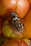 Anthomyia procellaris