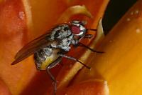 Anthomyia procellaris