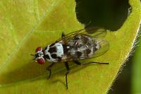 Anthomyia quinquemaculata