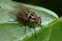 Anthomyia quinquemaculata
