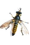 Choerades fimbriata