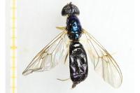 Sargus harderseni