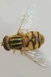 Parhelophilus consimilis