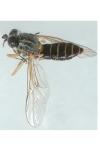 Solva marginata