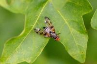 Otites porcus